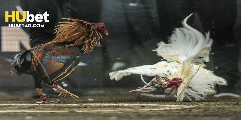 Đá gà đòn thu hút đông đảo người tham gia 